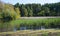 Pond in the forest in late summer