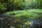 Pond in forest near Nideck waterfall in Vosges