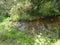 Pond in Forest of Palampur Himachal Pradesh India 3