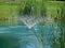 Pond Fountain and Cattails