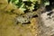 Pond frog photographed on a sunny spring day in Germany on a calm waters.