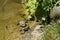 Pond frog photographed on a sunny spring day in Germany on a calm waters.