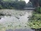 Pond full of flowering lilies