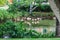 Pond full of pink flamingos perched in a pond