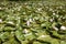 Pond full of water lily leaves and flowers in the sunshine UK