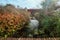 Pond in a garden in full autumn colors