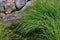 Pond Grass Rocks Tiny Flowers Green Background