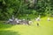 A pond with green grass on the surface with Pelicans sitting on an island of trees Lat. Pelecanus and Indian cormorants