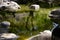 Pond green reflection with rocks