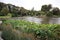 Pond with greenery .Lotus plants in a pond .