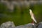 pond heron Ardeola grayii in breeding season calling mate and display wingspan in love shape