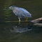 Pond heron birds bird pondheron reflection river