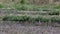 Pond heron catching food in hot paddy field