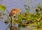 A pond Heron and it\'s reflection