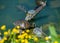 Pond in italy with turtles, fish, seagulls and white swans