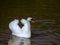 Pond in italy with turtles, fish, seagulls and white swans