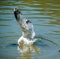 Pond in italy with turtles, fish, seagulls and white swans