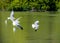 Pond in italy with turtles, fish, seagulls and white swans