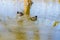 Pond with its frozen waters with two Eurasian Coot