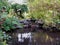 Pond in James Gardens, Toronto, Ontario