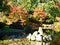 Pond in the Japanese Garden in WrocÅ‚aw in autumn, Poland