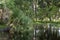 Pond in John`s Taylor Park, Florida, USA