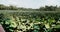 Pond and lake growing with Lotus leaves under white-cloudy blue sky