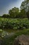 Pond and lake growing with Lotus leaves under white-cloudy blue sky