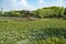 Pond and lake growing with Lotus leaves under white-cloudy blue sky