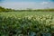 Pond and lake growing with Lotus leaves under white-cloudy blue sky