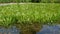 Pond landscaping with aquatic plants