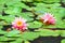 Pond lilies in the rain