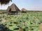 Pond of lotus in Cambodia