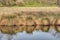 Pond or marsh grass reflection in Torup natural park. Grass lake reflection in damp environment. Still water in a swamp or bog