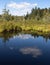 A pond in Muskoka surrounded by lush green and yellow vegetation