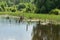 A pond near the forest with snags and driftwood, a lot of vegetation along the banks. Summer sunny day with blue sky and clouds.