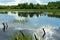 A pond near the forest with snags and driftwood, a lot of vegetation along the banks. Summer sunny day with blue sky and clouds.