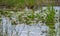 The pond overgrown with yellow water lilies or spatter-dock and other aquatic plants. Bright flower buds and blue sky reflecting o