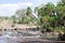 Pond and palms in Serengeti with hippos