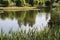 A pond in the park called `Skazka` in the city Sumy. A lake with the reeds on the front