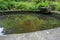 Pond in park with wild plants