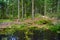 Pond pool in pine forest, Park Mon Repos, Vyborg, Russia