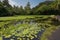 The pond of Punaluu