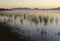 Pond with reeds at dawn