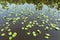 Pond with river plants in Florida