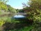 Pond scene with trees and bushes in Scottish countryside