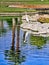 Pond scenery egret Desert Springs Palm Desert