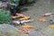 the pond at Shin den Shoren in Temple