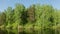 Pond shore in forest with blue sky