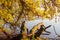 Pond shore with snag and overhanging branches in autumn morning